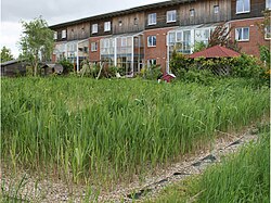 Constructed wetland in an ecological settlement in Flintenbreite near Lübeck, Germany