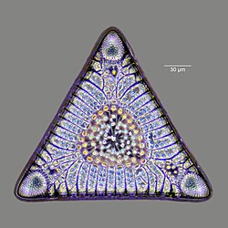 Intricate silicate (glass) shell, 32–40 million years old, of a diatom microfossil