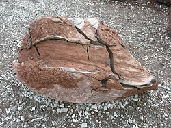 "Bread-crust" type volcanic bomb at Vulcania, Puy-de-Dôme, France