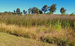Eucalyptus savanna in Western Sydney