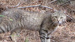 The Sardinian feral cat, long considered a subspecies of the African wildcat, are descended from domesticated cats.[135]