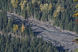 The White River exhibits braided river and meander behavior with coarse woody debris deposited on extensive gravel bars. Populus trichocarpa, with its brilliant yellow fall foliage, grows alongside in the Abies amabilis forest.