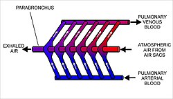 The cross-current respiratory gas exchanger in the lungs of birds. Air is forced from the air sacs unidirectionally (from left to right in the diagram) through the parabronchi. The pulmonary capillaries surround the parabronchi in the manner shown (blood flowing from below the parabronchus to above it in the diagram).[103][104] Blood or air with a high oxygen content is shown in red; oxygen-poor air or blood is shown in various shades of purple-blue.