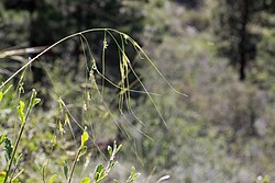 Needle-and Thread (Hesperostipa comata) seedbuds
