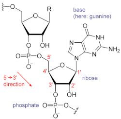 Structure of a fragment of an RNA, showing a guanosyl subunit