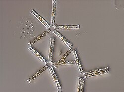 Tabellaria is a genus of freshwater diatoms, cuboid in shape with frustules (siliceous cell walls) attached at the corners so the colonies assume a zigzag shape.