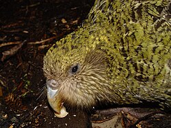 The Kākāpō is a threatened species partially because of predation by invasive species (mostly rats and cats), there are only ≈240 individuals left worldwide [118]