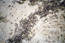 Ant behavior was the inspiration for the metaheuristic optimization technique