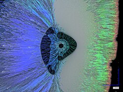 Artificial opal (made by drying a monodisperse sub-micrometer polystyrene sphere sol) viewed by darkfield optical microscopy