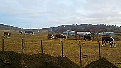 Cows in a pasture near Punta Arenas, 2016