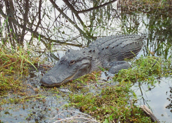 An alligator in the Everglades