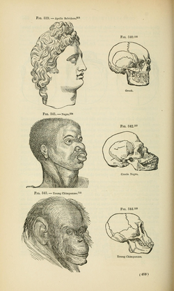 Drawings from Josiah C. Nott and George Gliddon's Indigenous races of the earth (1857), which suggested black people ranked between white people and chimpanzees in terms of intelligence