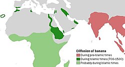 Diffusion of bananas from India to the Iberian peninsula during Islamic rule
