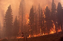 At Grant Village fire is shown spreading from the forest floor up into the tree canopy leading to crown fires