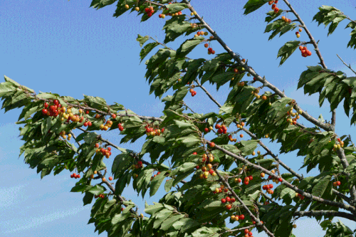 Cherry tree moving with the wind blowing about 22 m/sec (about 79 km/h or 49 mph)