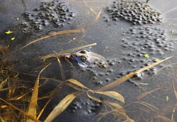 Moor frog eggs utilize glycans to form a hydrophilic jelly coat that protects the egg[16]