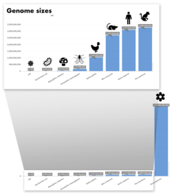 Comparison among genome sizes