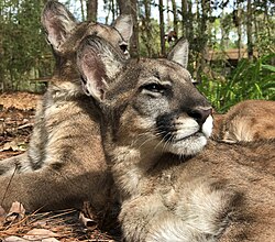 Two cougar kittens at White Oak Conservation