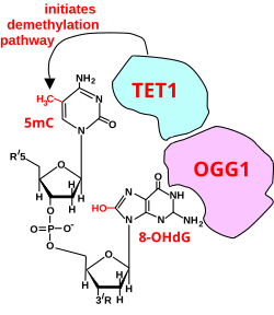 Initiation of DNA demethylation at a CpG site. In adult somatic cells DNA methylation typically occurs in the context of CpG dinucleotides (CpG sites), forming 5-methylcytosine-pG, or 5mCpG. Reactive oxygen species (ROS) may attack guanine at the dinucleotide site, forming 8-hydroxy-2'-deoxyguanosine (8-OHdG), and resulting in a 5mCp-8-OHdG dinucleotide site. The base excision repair enzyme OGG1 targets 8-OHdG and binds to the lesion without immediate excision. OGG1, present at a 5mCp-8-OHdG site recruits TET1 and TET1 oxidizes the 5mC adjacent to the 8-OHdG. This initiates demethylation of 5mC.[141]