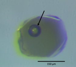 Melt inclusion with accompanying vapor bubble from an olivine crystal. Collected from ash related to the 1992 eruption of Cerro Negro Volcano, Nicaragua