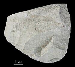 Zeolite exhibited in the Estonian Museum of Natural History