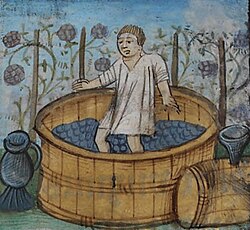 In ancient times, berries were crushed by foot in a barrel or pit