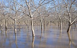 Flooded walnut orchards in Butte County after several atmospheric rivers hit California in early 2023