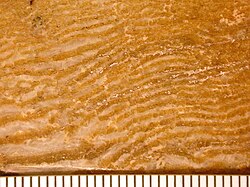 A contact metamorphic rock made of interlayered calcite and serpentine from the Precambrian of Canada. Once thought to be a pseudofossil called Eozoön canadense. Scale in mm.