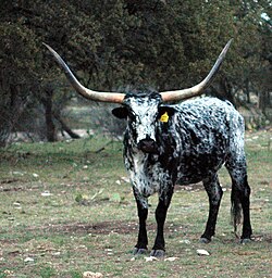 The Texas longhorn was originally driven overland to the railheads in Kansas; they were replaced with shorter-horned breeds after 1900.