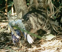 Cats kill billions of wild birds each year. This feral cat near Brisbane has caught a pale-headed rosella.