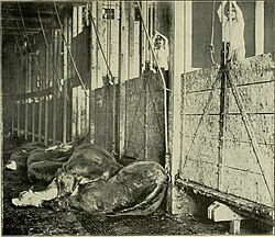 Men working at Omaha's Union Stockyards