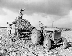 Members of the British Women's Land Army harvesting beetroot (1942/43)