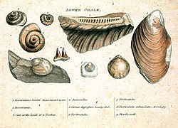 Engraving from William Smith's monograph on identifying strata based on fossils