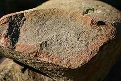 A freshly broken rock shows differential chemical weathering (probably mostly oxidation) progressing inward. This piece of sandstone was found in glacial drift near Angelica, New York.