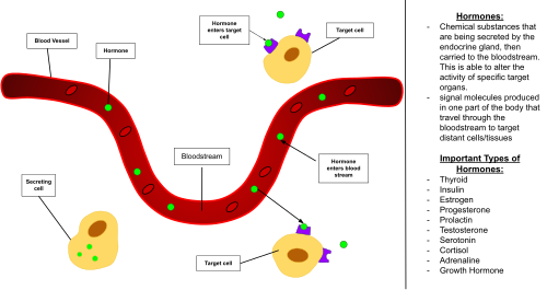 Diagram that describes hormones and their activity in the bloodstream. Hormones flow in and out of the bloodstream and are able to bind to target cells to activate the role of the hormone. This is with the help of the bloodstream flow and the secreting cell. Hormones regulate metabolism, growth and development, tissue function, sleep, reproduction, etc. The diagram also lists the important hormones in humans.