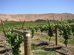 Rattlesnake Hills AVA, one of nineteen American Viticultural Areas in the state