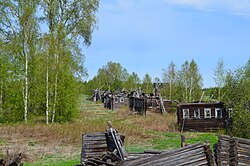 Forest growing over the remains of abandoned wooden houses in Krivets village
