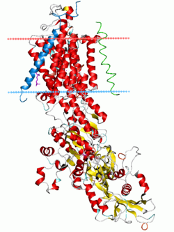 Structure of the Na+/K+ ATPase (EC 7.2.2.13).