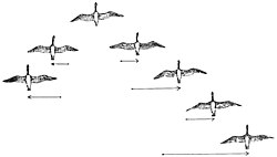 Large bird typically migrate in V echelon formations. There are significant aerodynamic gains. All birds can see ahead, and towards one side, making a good arrangement for protection.
