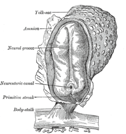 Human embryo, showing neural groove