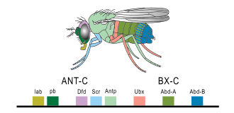 Expression of homeobox (Hox) genes in the fruit fly
