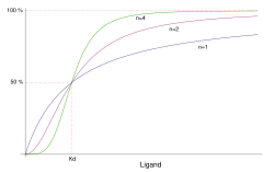 Sigmoidal versus hyperbolic binding patterns demonstrate cooperative and noncooperative character of enzymes.