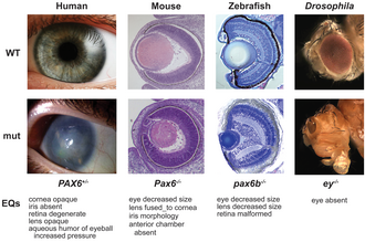 The pax-6 gene controls development of eyes of different types across the animal kingdom.