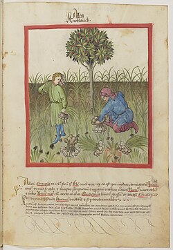 Harvesting garlic, from Tacuinum Sanitatis, 15th century (Bibliothèque nationale de France)