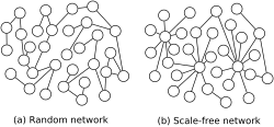 Examples of a random network and a scale-free network. Each graph has 32 nodes and 32 links. Note the "hubs" (large-degree nodes) in the scale-free diagram (on the right).