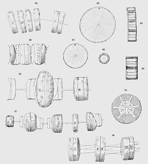 Planktonic diatoms such as Thalassiosira sp. (56–62), Asteromphalus sp. (63), Aulacoseira sp. (64–66), and Chaetoceros (see twin image above) often grow in chains, and have features such as spines which slow sinking rates by increasing drag.