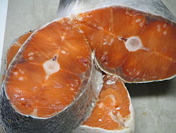 Henneguya salminicola, a myxozoan parasite commonly found in the flesh of salmonids on the West Coast of Canada, in coho salmon
