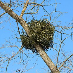 European mistletoe (Viscum album) attached to a dormant common aspen (Populus tremula)