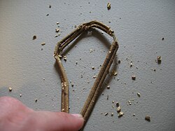 Migration of plasticizers out of their host plastics leads to loss of flexibility, embrittlement, and cracking. This decades-old plastic lamp cord crumbles when flexed, due to loss of the plasticizers.