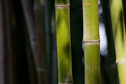 Bamboo is advocated as a more sustainable alternative for cutting down wood for fuel.[301]